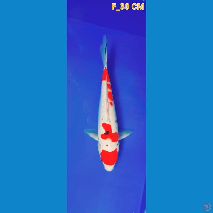 SANKE F_30CM