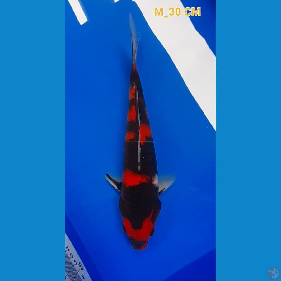Showa M-30cm