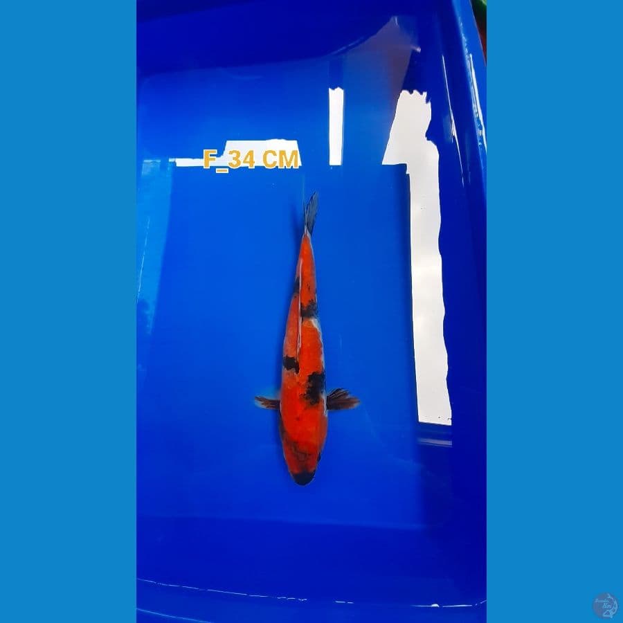 showa f_34cm