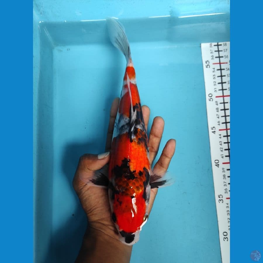 SHOWA HIGH QUALITY 29CM