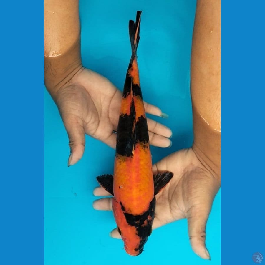 Hiutsuri 33cm F