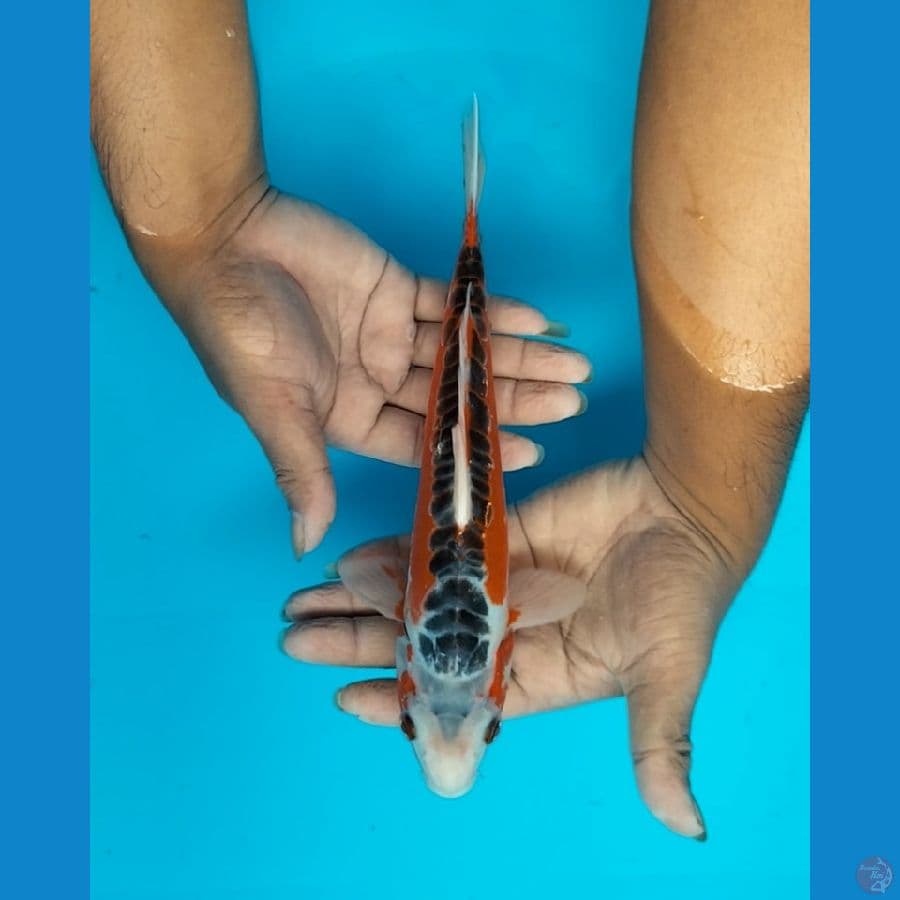 Shusui  26cm