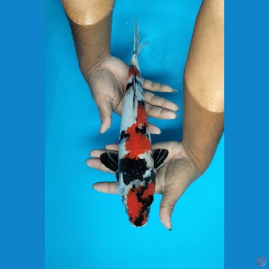 Showa 36cm F