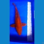 CHAGOI TEMBAGA (male)46 cm