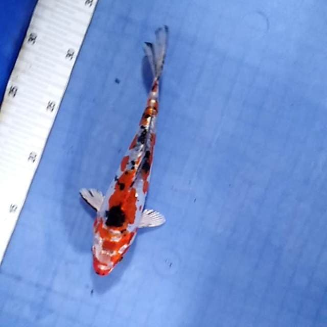 ?