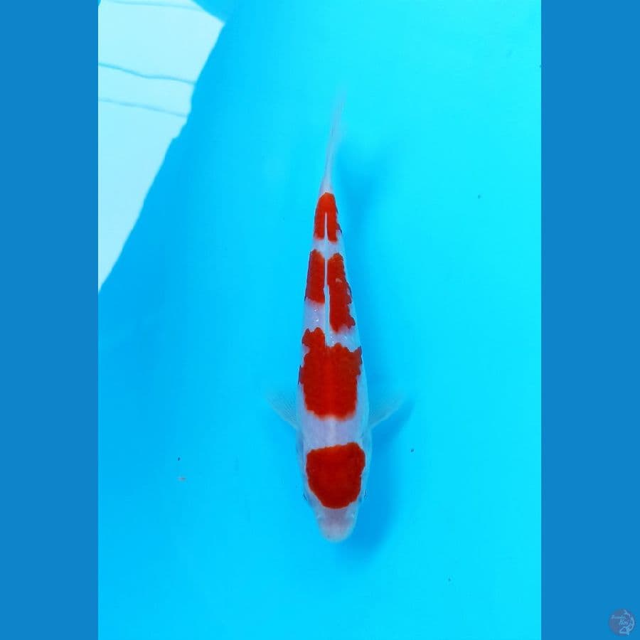 Kohaku 19cm