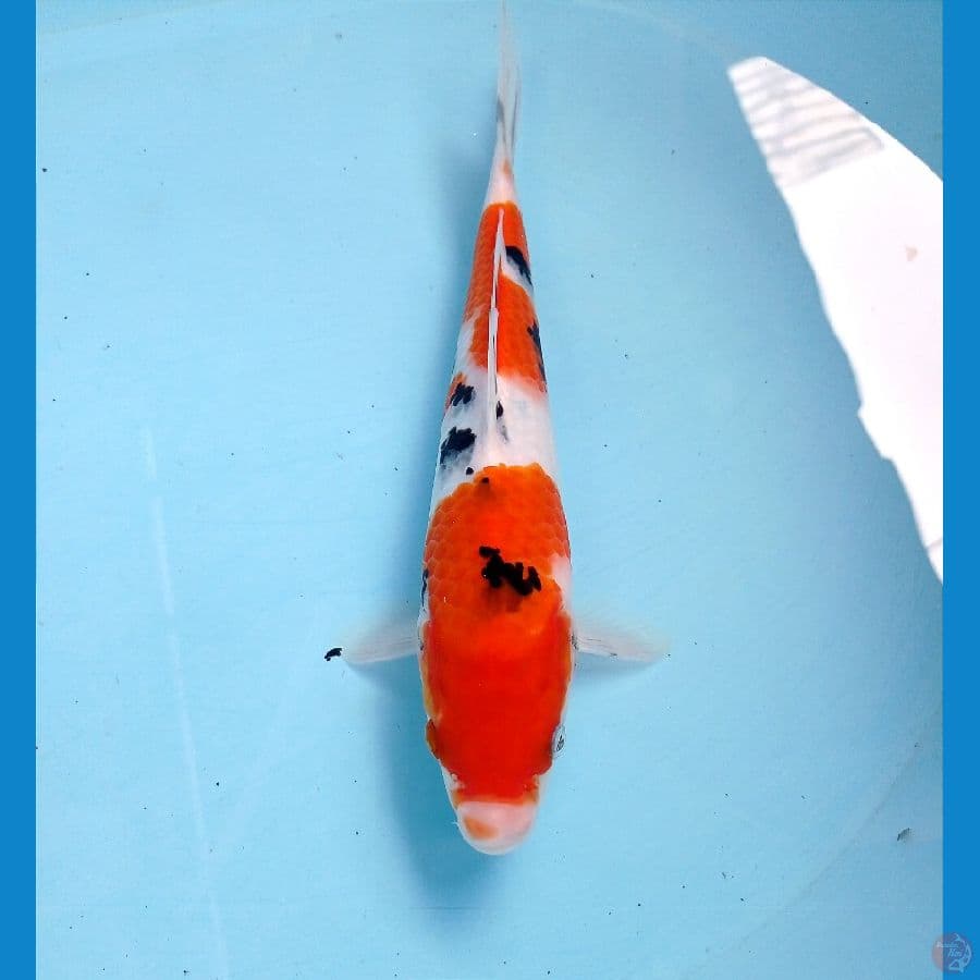 sanke 24 cm