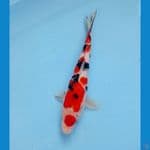 sanke 24 cm 