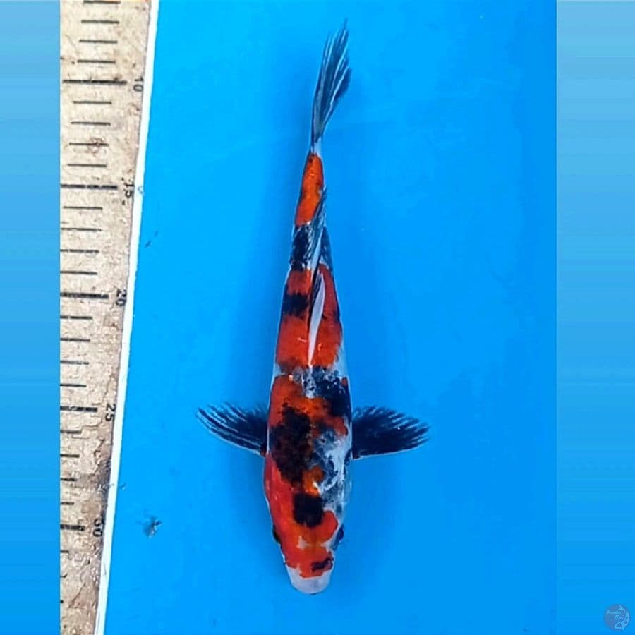showa, 23 cm