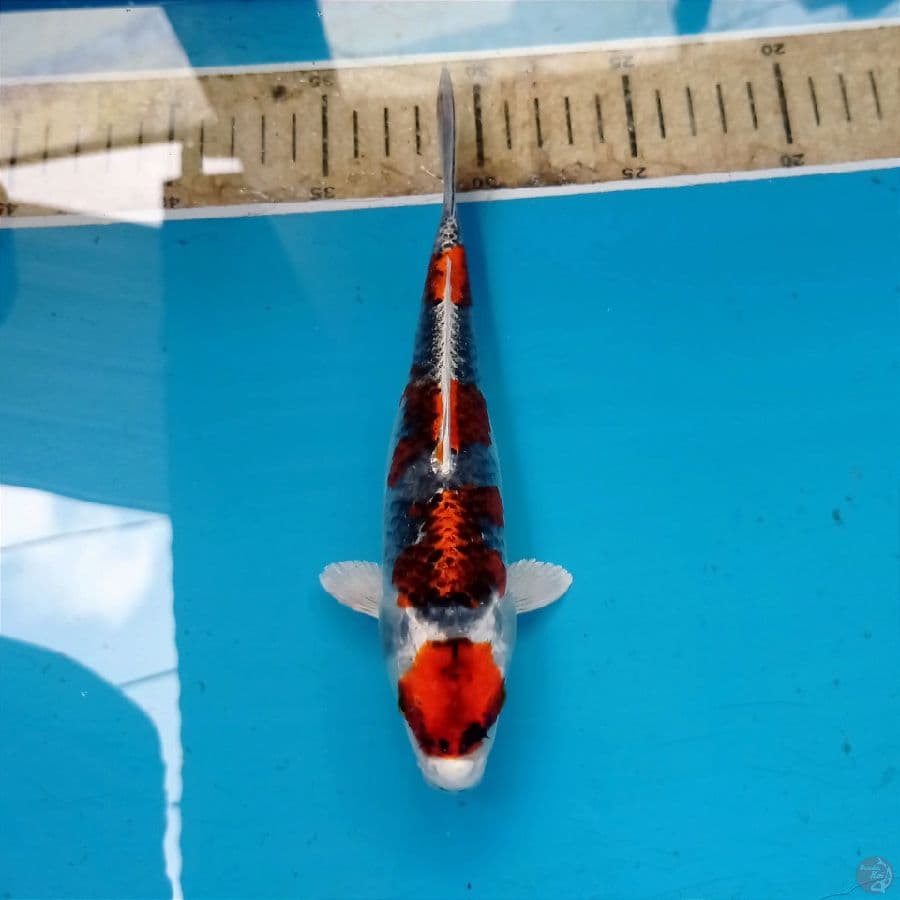 goshiki, 20 cm