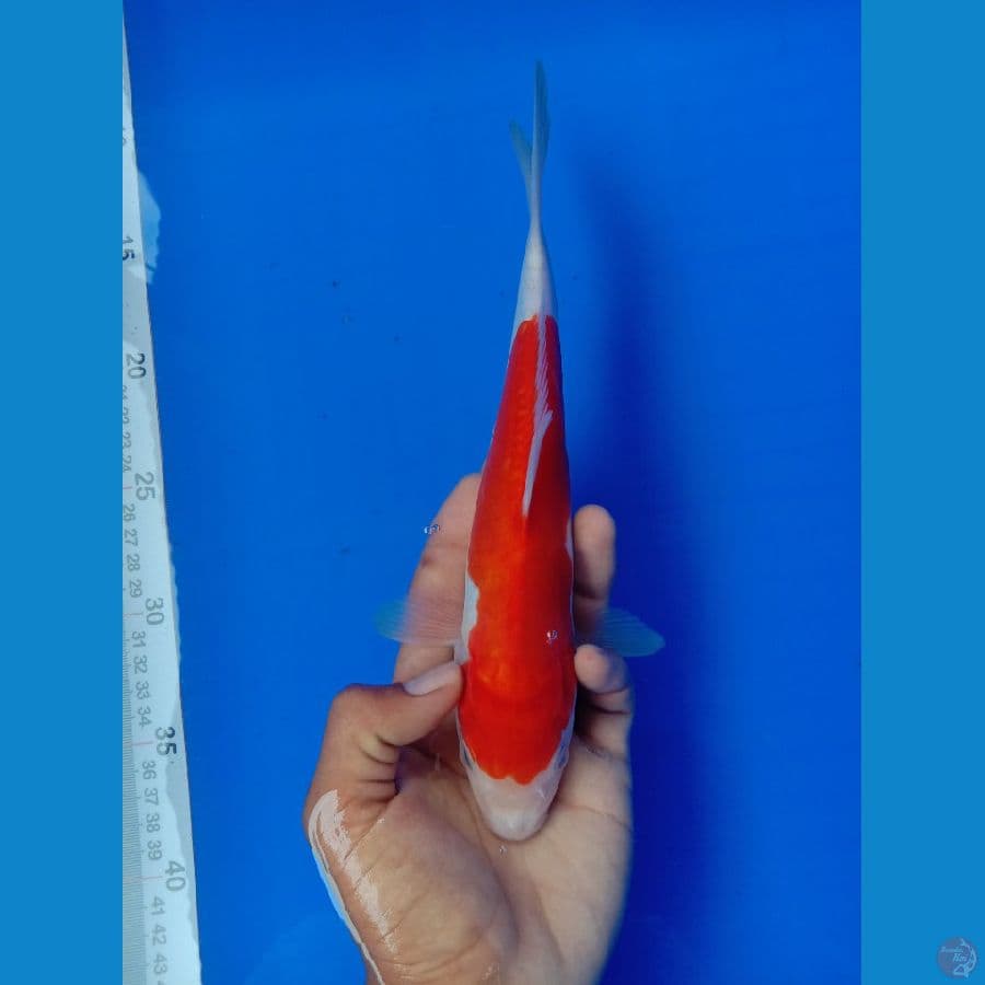 KOHAKU