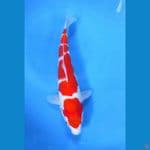 Strong kohaku 25CM 