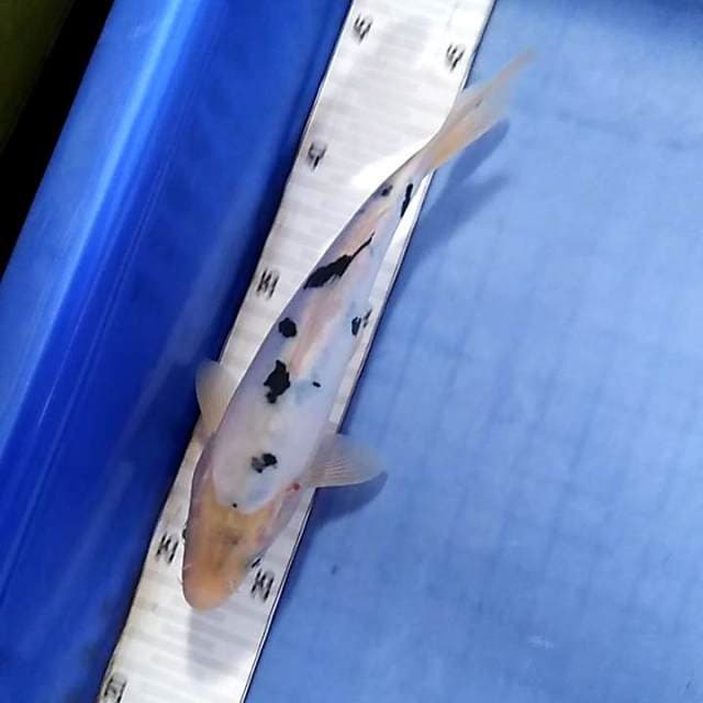 Bekko doitsu