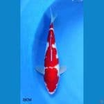 Strong Kohaku 28CM