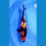 Showa Sanshoku 33CM