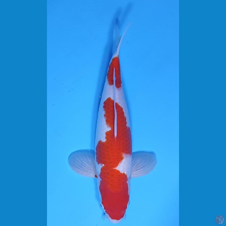 KOHAKU HQ BAKAT JUMBO ~33cm/Male~