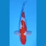 KOHAKU HQ BAKAT JUMBO ~33cm/Male~
