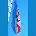 KOHAKU HQ SIMPLE PATREN ~32cm/Male~