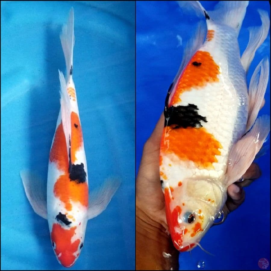 SANKE 35 CM MALE