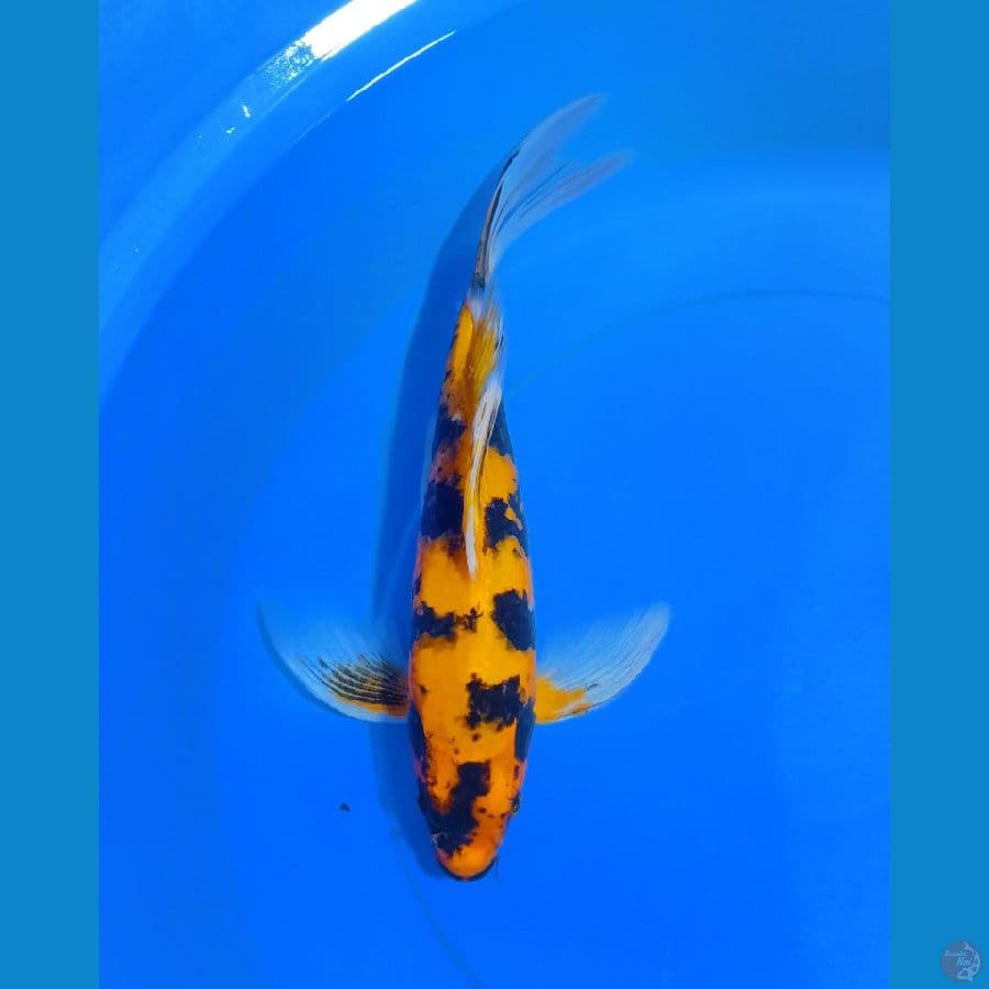 UTSURI KUMPAY. 35 CM