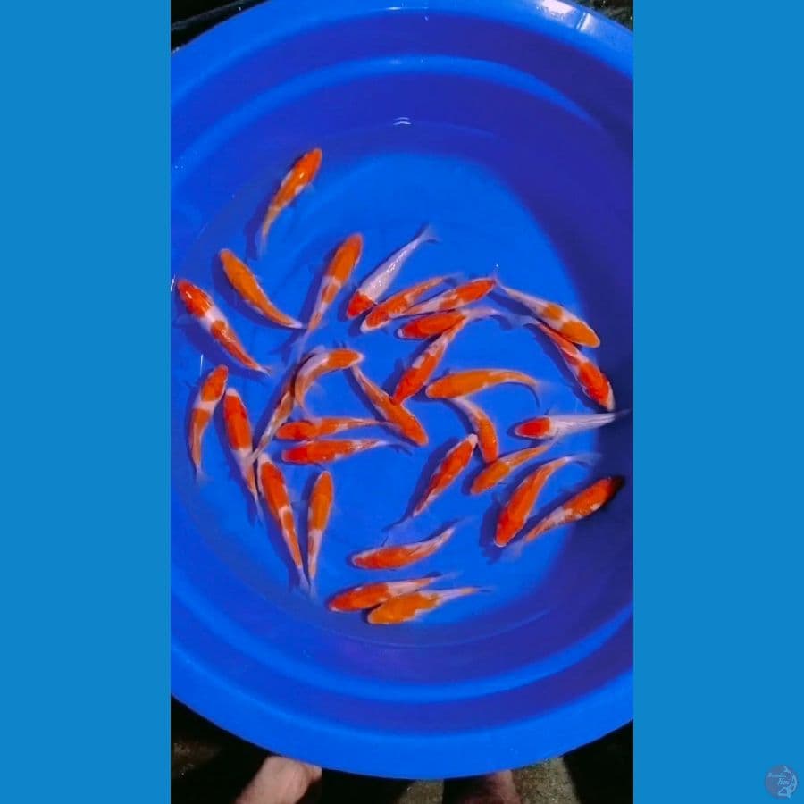 super kohaku 15_18cm 30ekor