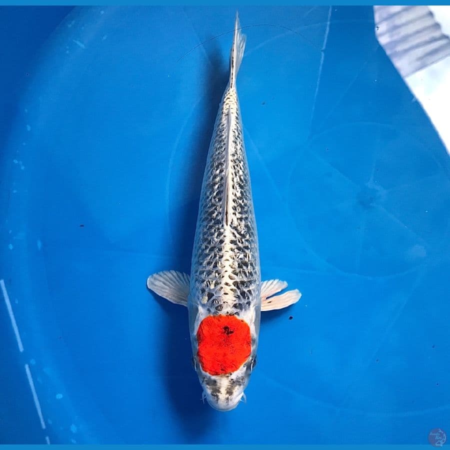 tancho kujaku ginrin 25cm (rare)