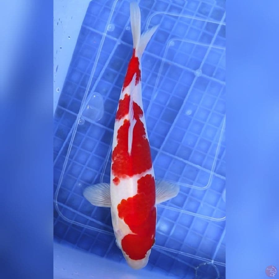 Kohaku Original Halus Merah Strong 27 cm / Jantan 