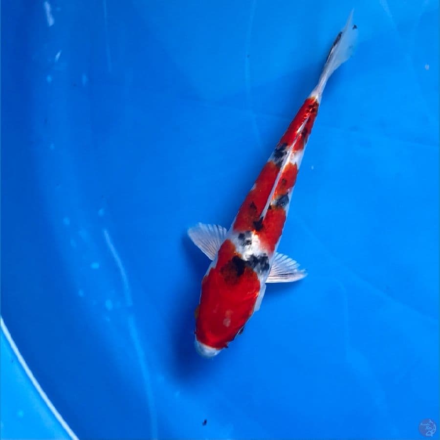 heisei nishiki, 18cm