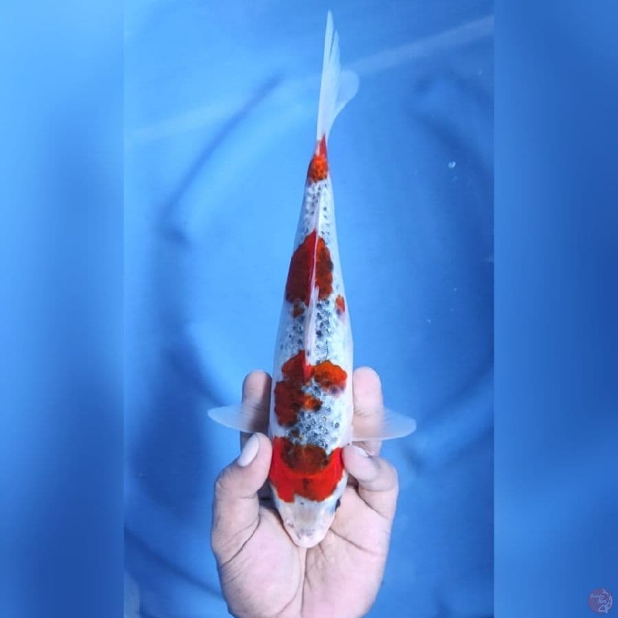 Goshiki Original Mantap 28 cm