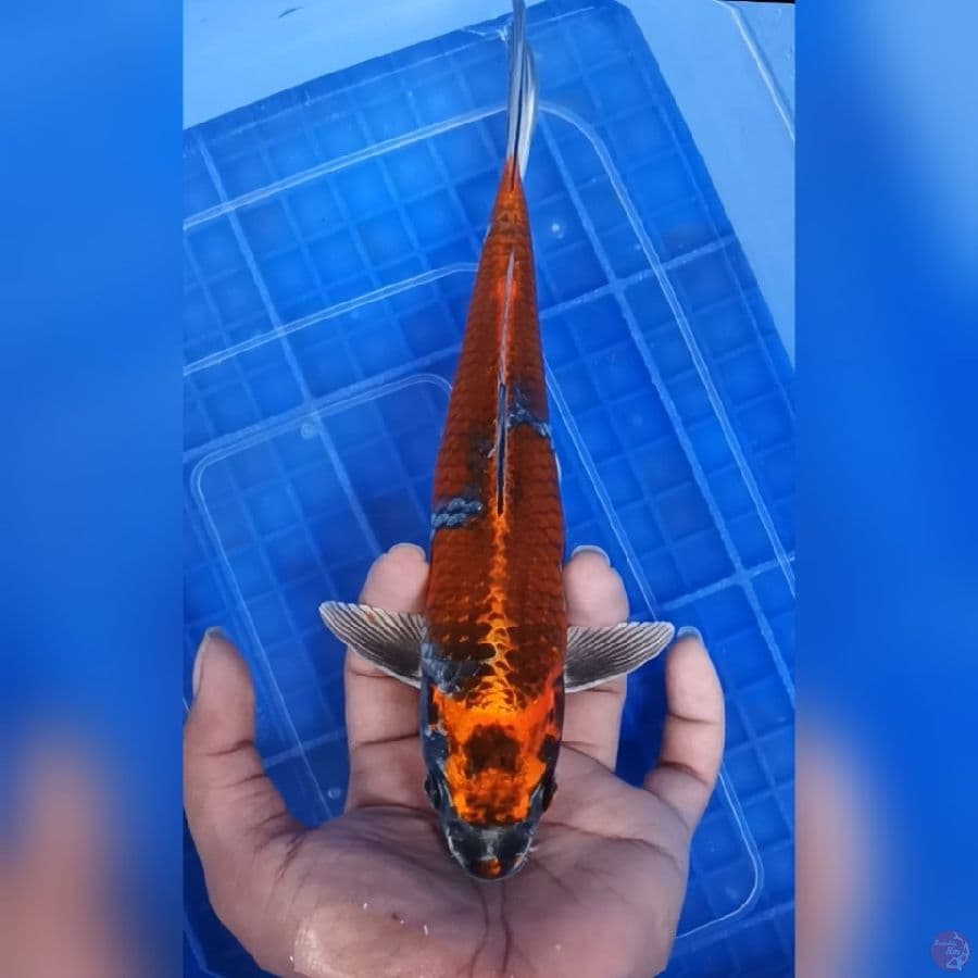 Kawari Joss 25 cm / Jantan 