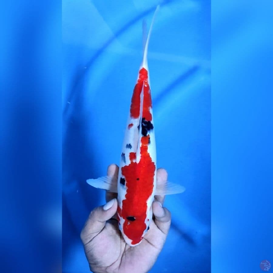 Sanke Original Merah Strong 30 cm