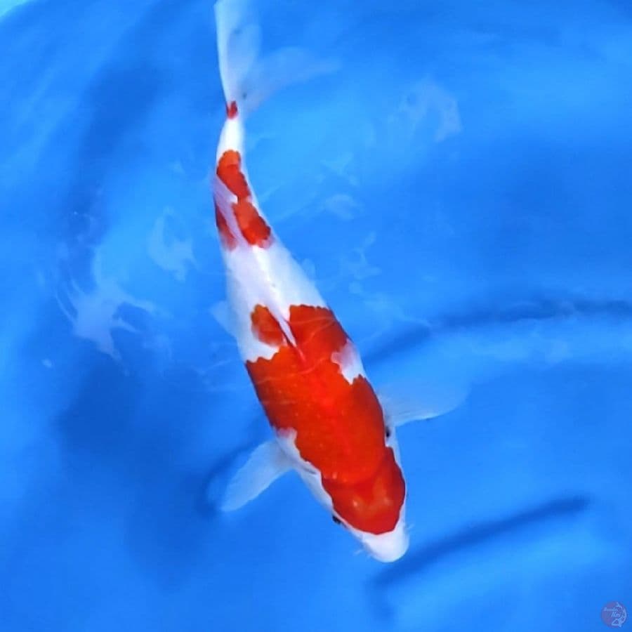 Kohaku Original 30 cm