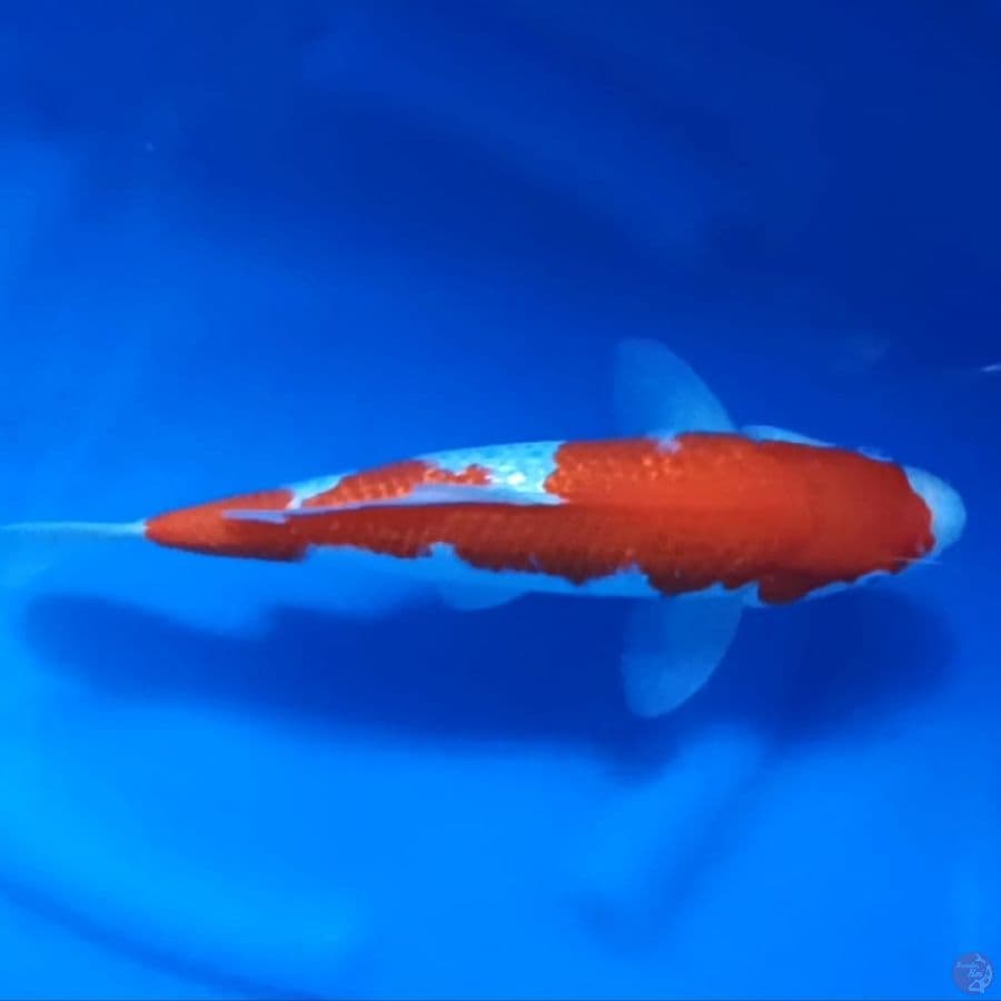 Straight Kohaku Ginrin Original 30 cm / Jantan 