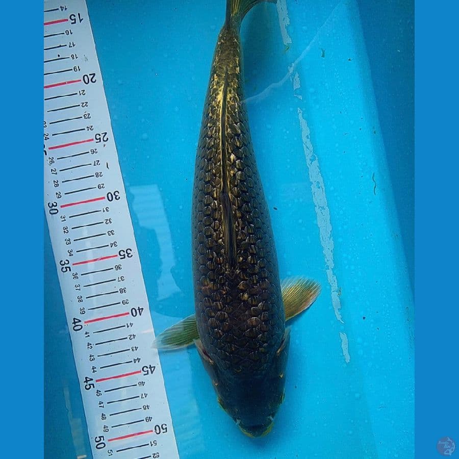 39 Cm
