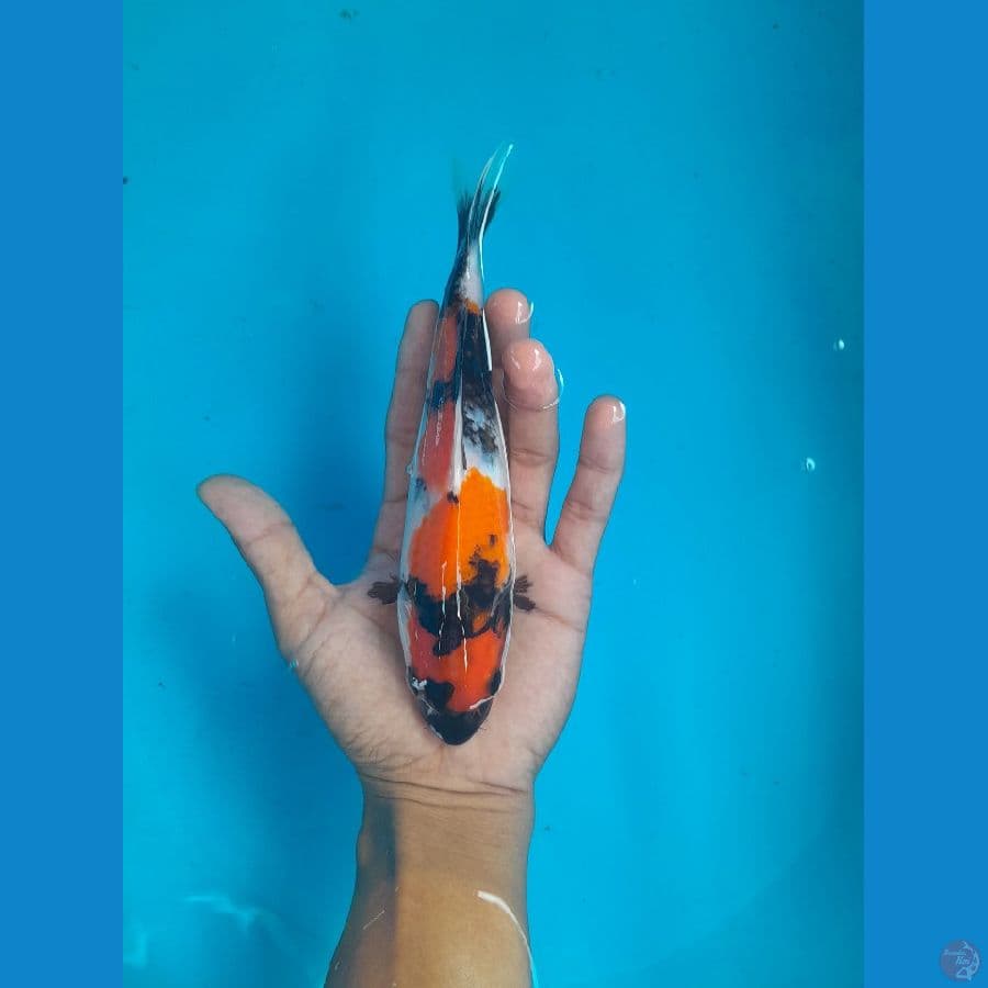 showa 20 cm