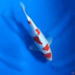 Kohaku original 27cm M