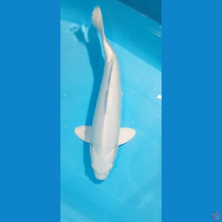 PLATINUM MALE 44CM°