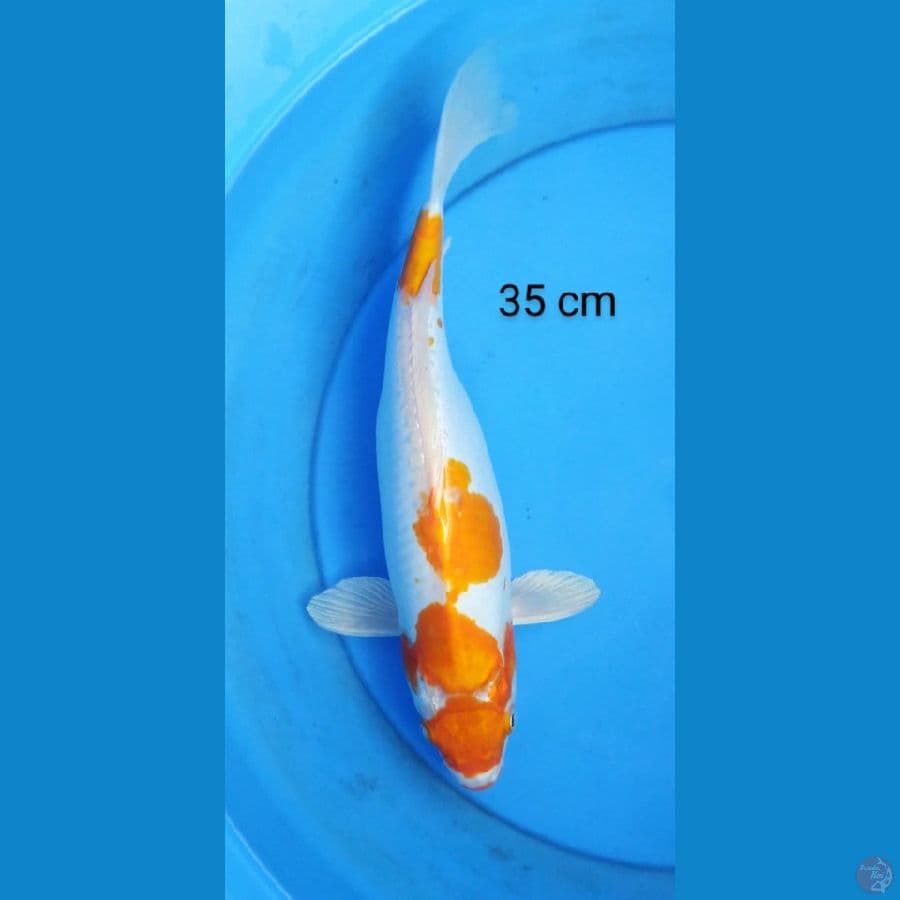 kohaku doit 35 cm
