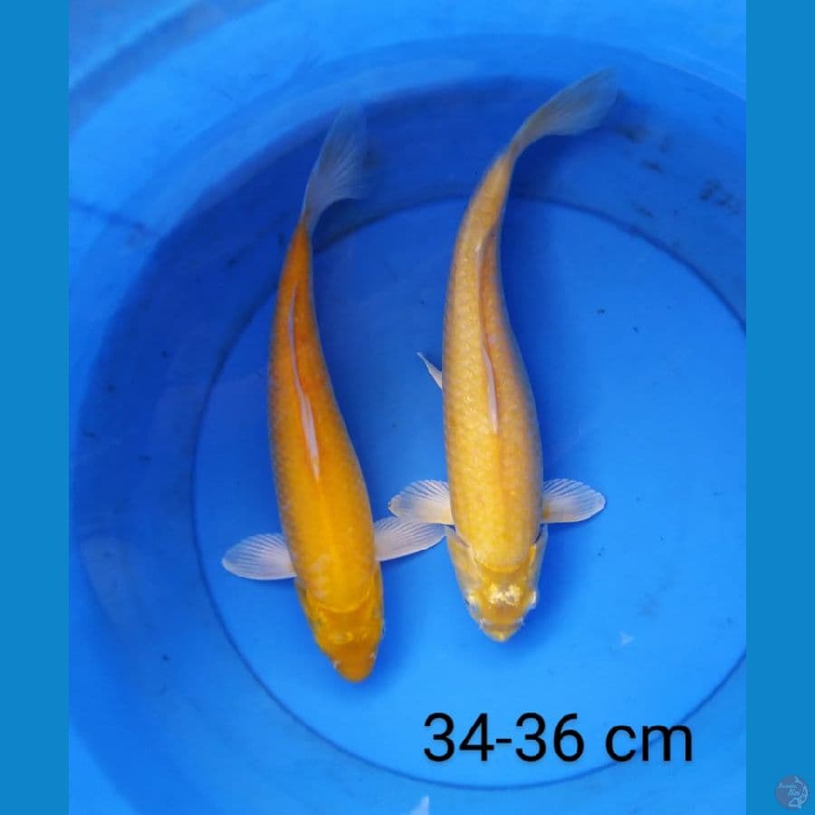 karashi 34-36 cm