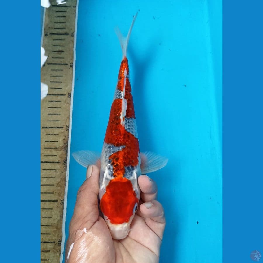 Goshiki 28cm