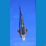 ASAGI MALE 25CM