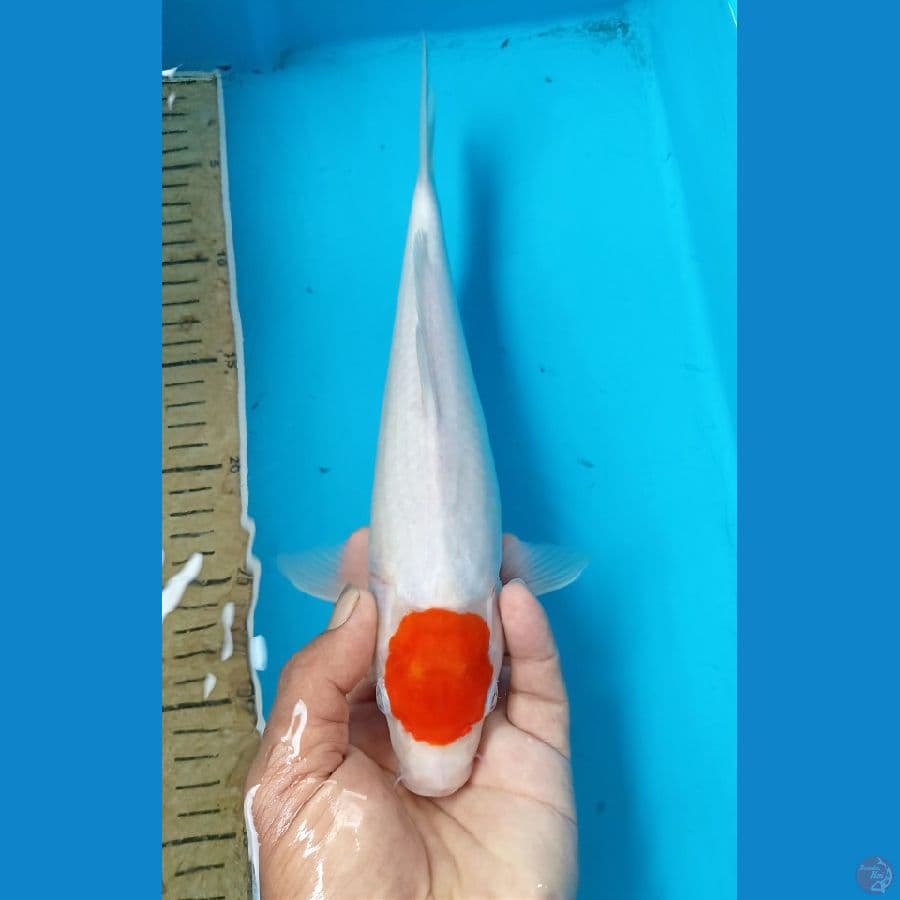 Tancho 29cm