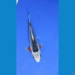 SHAINING ASAGI 25CM