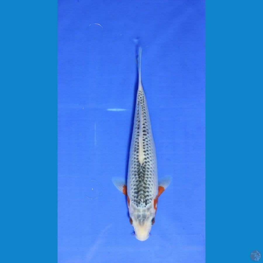 NARUMI SHAINING 25CM