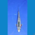 NARUMI SHAINING 25CM