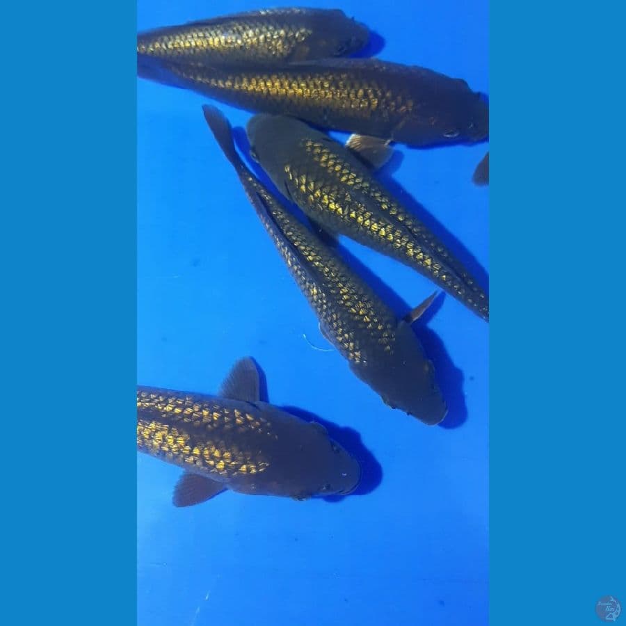 GINRIN 17-22CM 6 EKOR