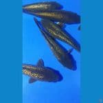 GINRIN 17-22CM 6 EKOR