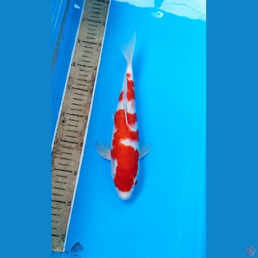 Kohaku 28cm