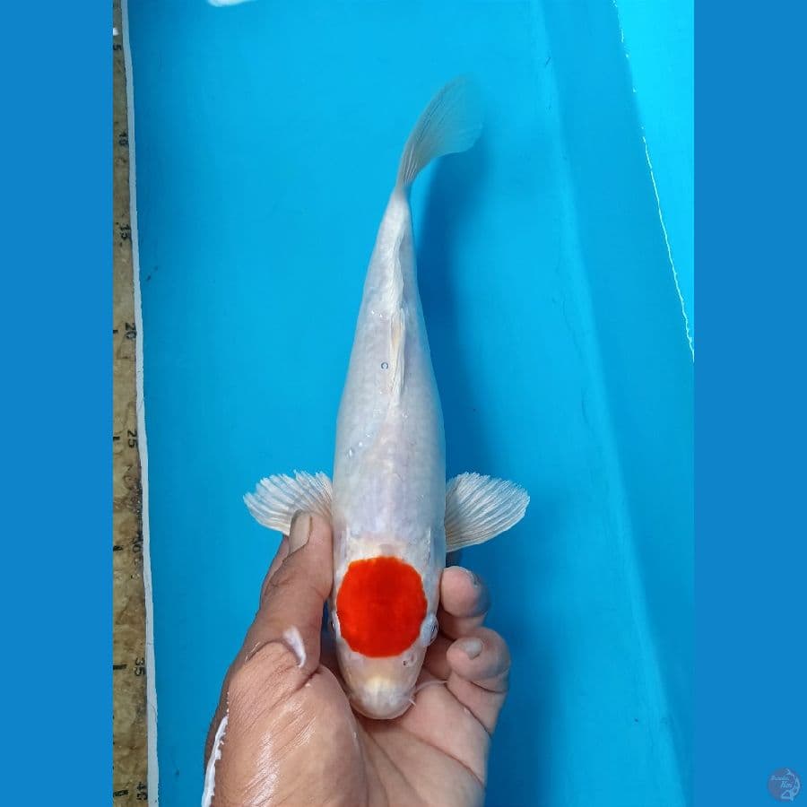 Tancho 28cm