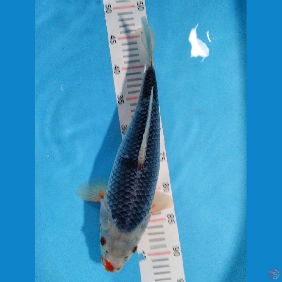 JUMBO TOSAI ASAGI 39 CM BODI BADAK